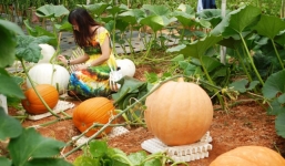 Kỹ thuật chăm sóc để tạo ra những quả bí ngô khổng lồ nặng 1,6 tấn